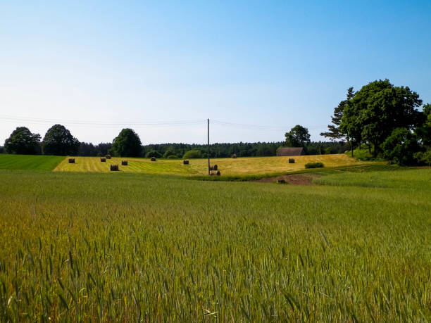 Sheaves of hay on meadow on Kashubian village. Nature and agriculture concept.