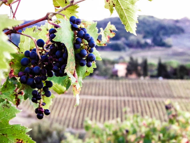 istock Close up of grape fruits on the vine tree. 1139931827