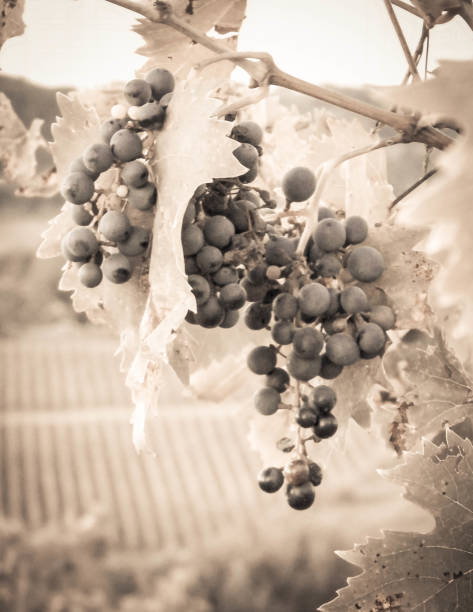 istock Close up of grape fruits on the vine tree. 1139931858