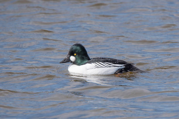 istock Beautiful Common Goldeneye duck floating 1139931859