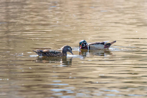 istock Wood ducks swimming together 1139932162