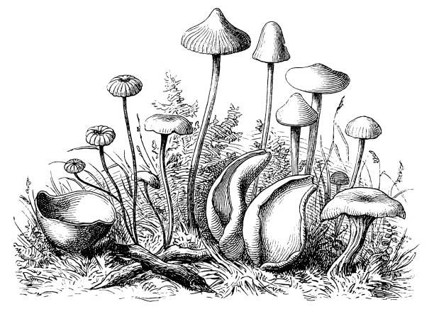 ilustraciones, imágenes clip art, dibujos animados e iconos de stock de champiñones - edible mushroom illustrations
