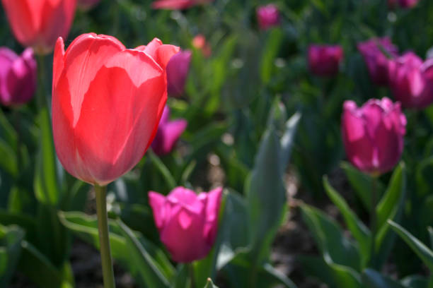 istock Beautiful pink, purple and white tulips 1139934021