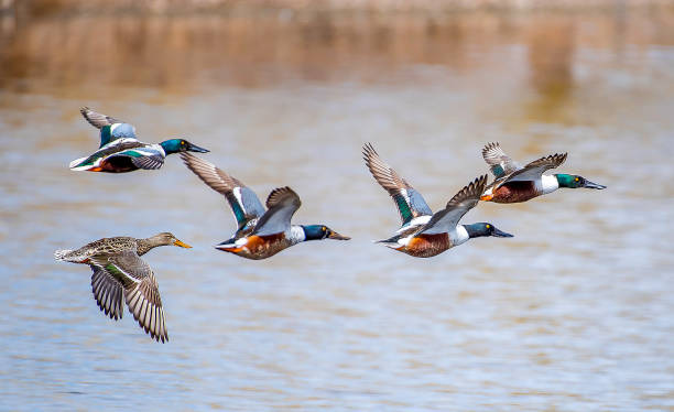 istock Flying Northern Shoveler ducks 1139934090