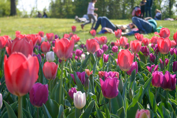 istock People relaxing on the green grass and tulips 1139934093