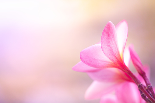 Back side view of pink flower under sunlight in summer. For nature background and fresh wallpaper