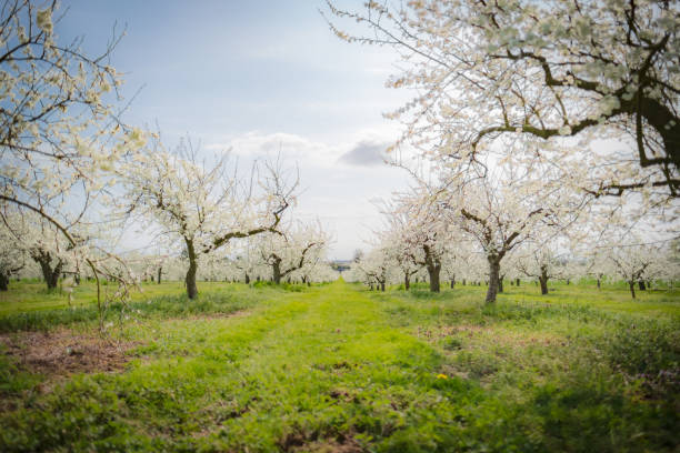istock Interesting, low clarity view of a very large fruit orchard seen in late spring. 1139934702