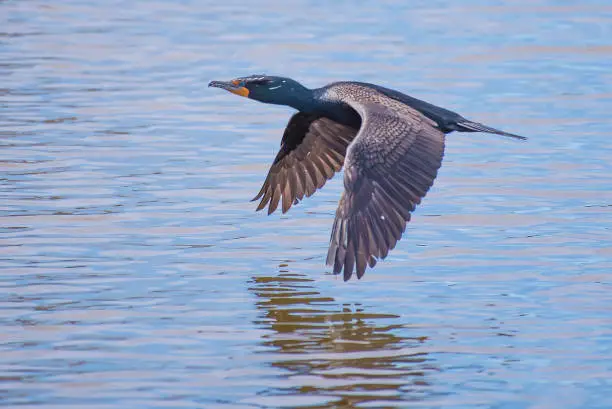 Cormorant in flight over water