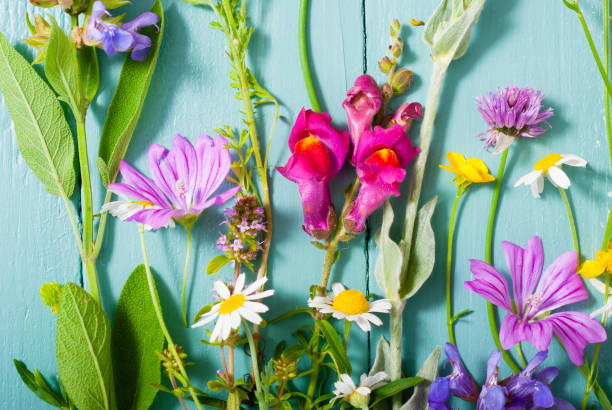 Flowers collection herbal and wildflowers on blue wooden table background chives allium schoenoprasum purple flowers and leaves stock pictures, royalty-free photos & images