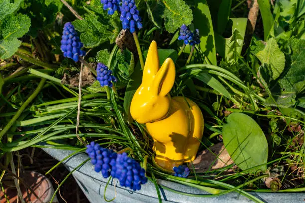 Yellow ceramic Easter bunny with grape hyacinths (Muscari) around it in an old metal tray.