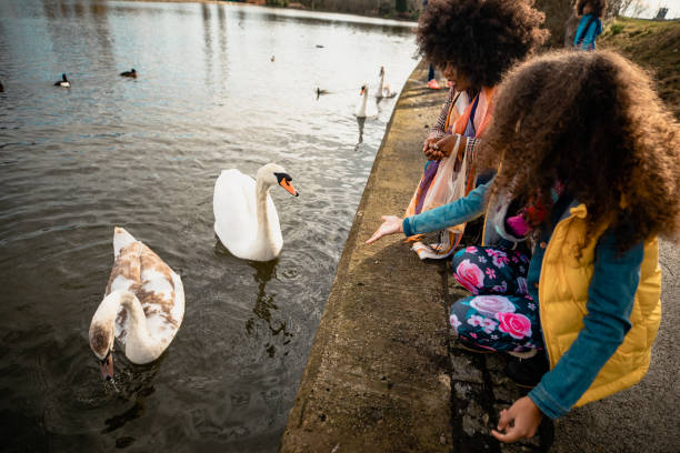 istock Hungry Swans in a Pond 1139937975