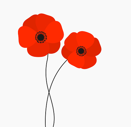 Two red poppies flowers growing isolated on white background. Vector illustration.