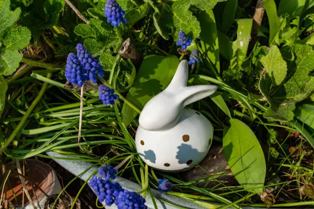 White ceramic Easter bunny with grape hyacinths (Muscari) around it in an old metal tray.