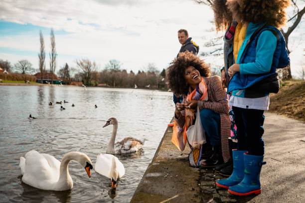 Family standing at the waters edge of a pond in a public park, they are feeding the swans and ducks.