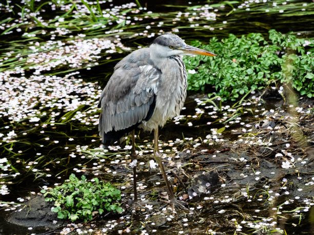 istock Grey Heron fishing in a Japanese river 4 1139940261