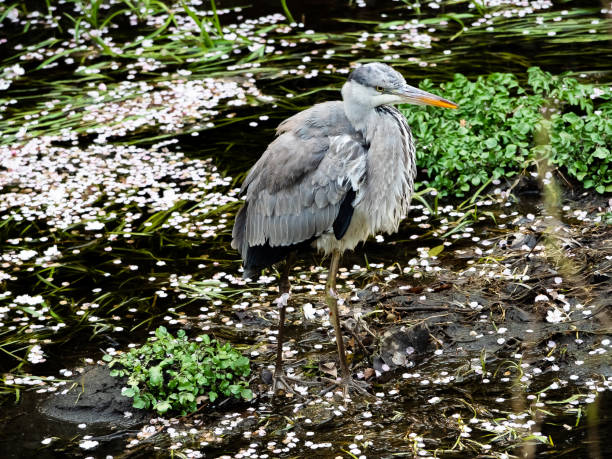 istock Grey Heron fishing in a Japanese river 6 1139940382