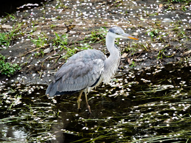 istock Grey Heron fishing in a Japanese river 10 1139940409