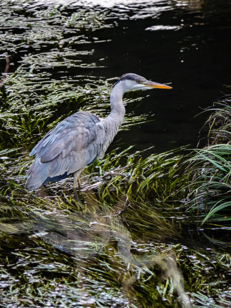 istock Grey Heron fishing in a Japanese river 1 1139940559