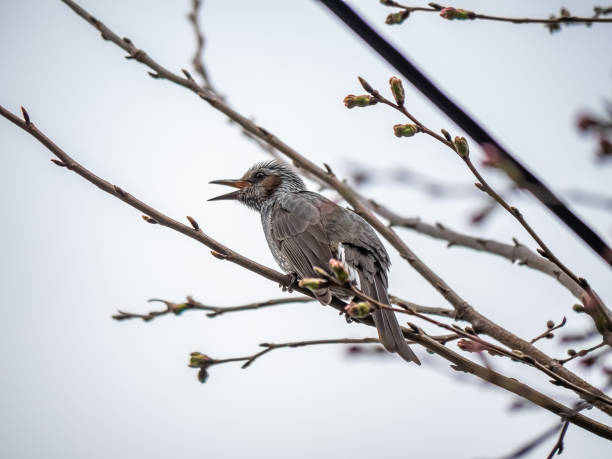 istock bulbul in a sakura tree full of buds 1139940742