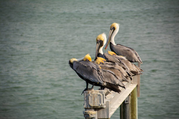istock A group of six pelicans sleeping and preening together 1139943056
