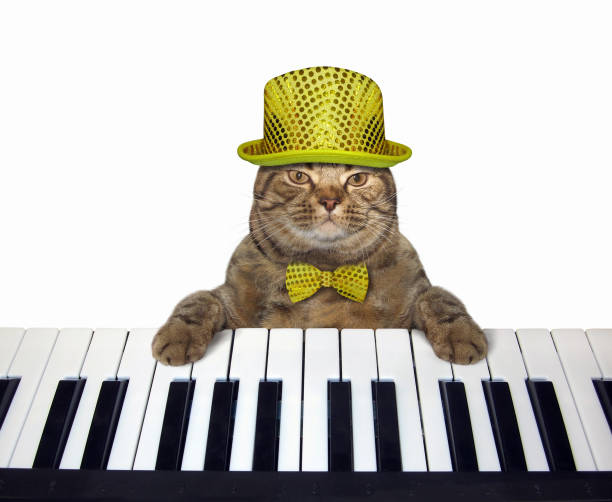 istock Cat in a hat plays the piano 1139944030