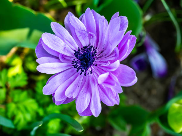 purple-flower-in-a-japanese-