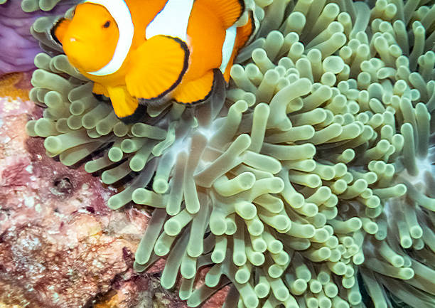 Coral reef in the Surin islands National Park in the Andaman Sea, Thailand. A clown fish in a sea anemone.