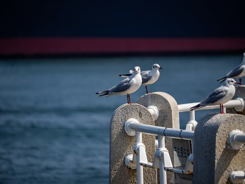 black-tailed gulls stands on railings in Yamashita Park on the Yokohama Waterfront overlooking Tokyo Bay. In Japanese, these plentiful and popular birds are often called umineko (海猫), or sea cat, for their distinct cry.
