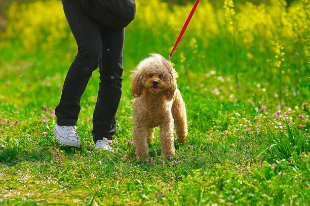 istock dog 173 Dog-walking 1139944550