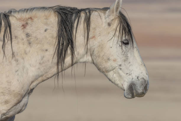 istock Wild Horse in the Utah Desert 1139944602