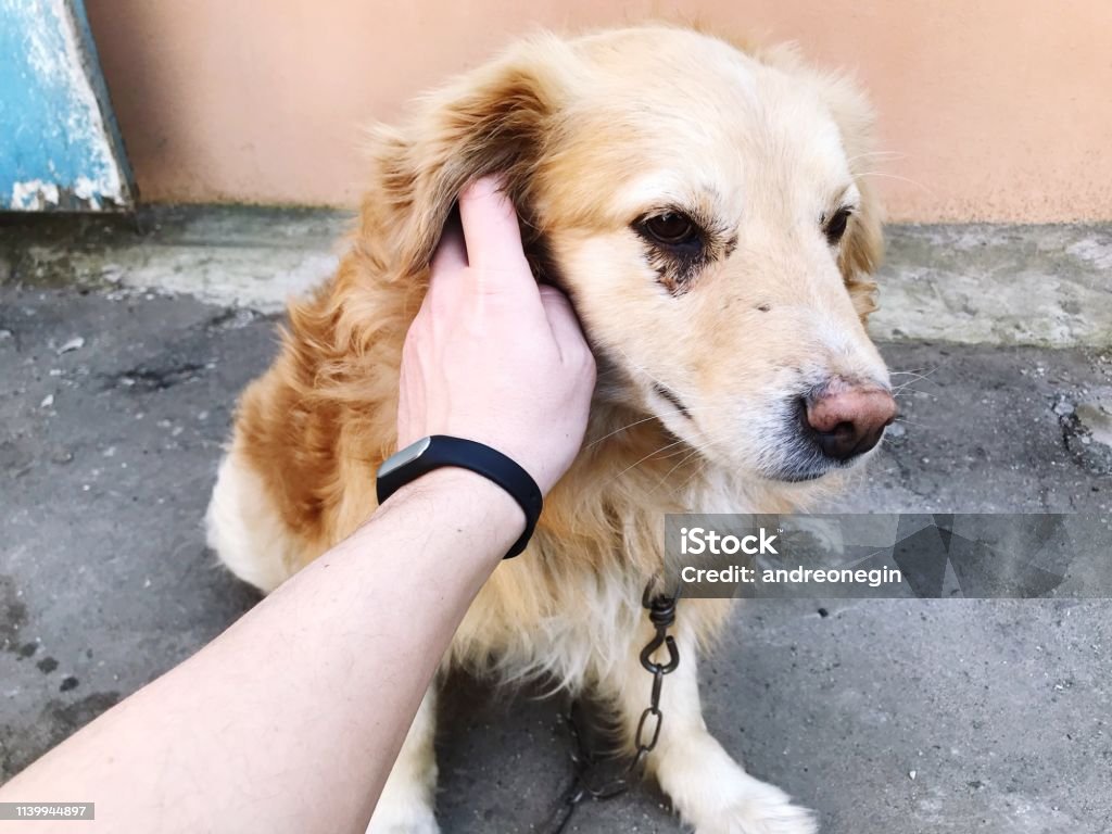a human hand strokes a sad dog with a chain around his neck. semi-bred golden retriever best friend Animal Stock Photo