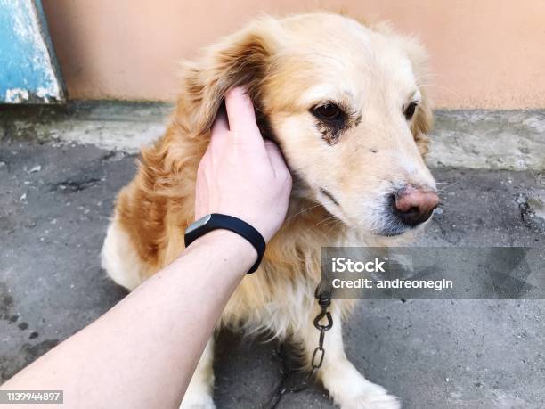 A Human Hand Strokes A Sad Dog With A Chain Around His Neck Semibred Golden Retriever Best Friend Stock Photo - Download Image Now