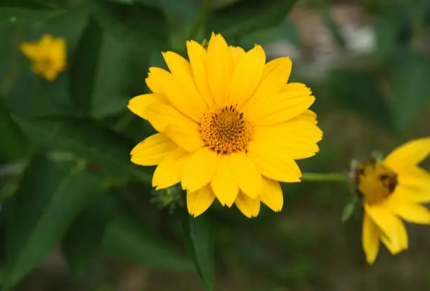Blooming yellow heliopsis flowers in a garden.