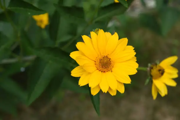 Garden with a flowering false sunflower up close.