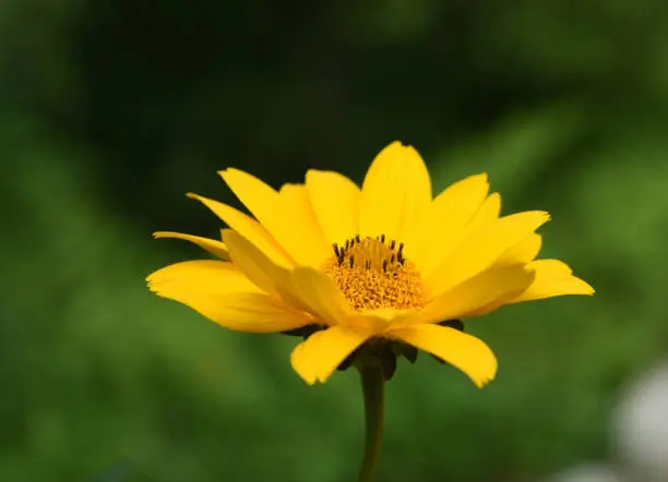 Profile of a yellow false sunflower blooming in a garden.