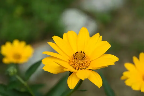Yellow flower blossoms blooming in a garden.