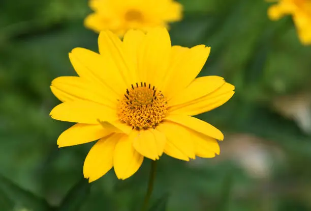 Flowering blooming yellow heliopsis flower blossom in a garden.