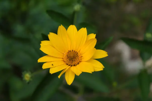 Garden with a lovely yellow heliopsis flower blossom.