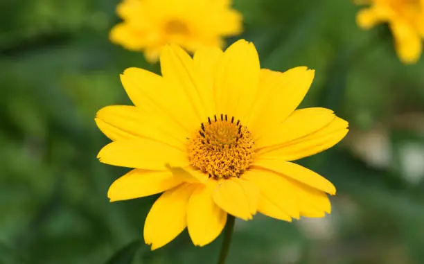 Gorgeous yellow false sunflower in a garden with blooming flower.