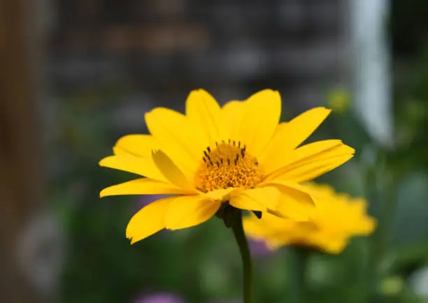 Yellow heliopsis flower blooming in a garden.