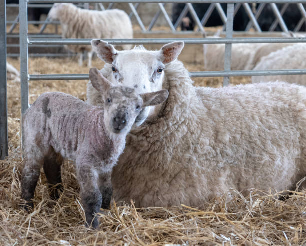 uniendo antes de unirse al rebaño - livestock rural scene newborn animal ewe fotografías e imágenes de stock