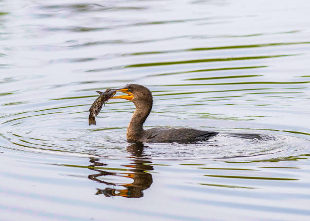 istock Cormorant Catching and Swallowing Fish 1139947946