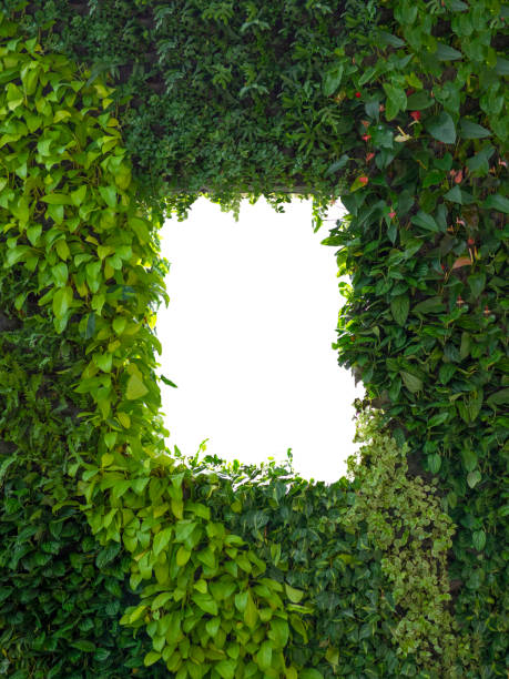 istock abstract green foliage or leaves wall and white isolated window, copy space 1139948109
