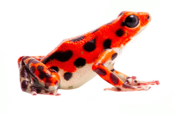 istock Poison dart frog from Red Frog Beach, Bastimentos, Panama 1139948224