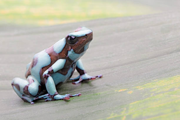 istock Poison dart frog, Dendrobates auratus Pena Blanca. 1139948284