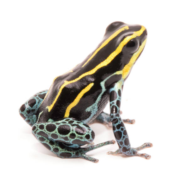 istock yellow striped poison dart frog, Ranitomeya ventrimaculata 1139948285