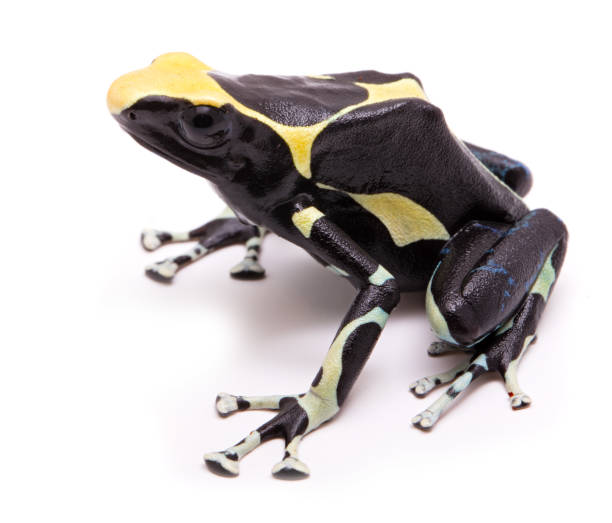 istock Male deying poison dart frog, Dendrobates tinctorius 1139948295