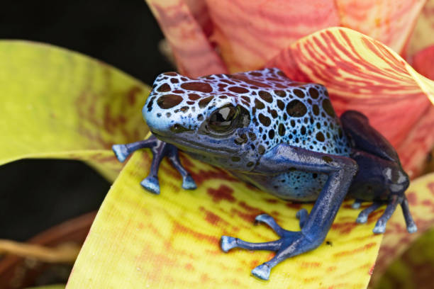 블루와 블랙 독 다트 개구리, 아즈 레 우 스 덴 드로 베이츠 - blue poison arrow frog 뉴스 사진 이미지