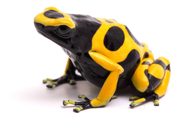 istock Yellow black bumblebee poison dart frog, Dendrobates leucomelas 1139948349