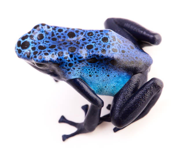 istock Blue poison arrow frog, Dendrobates azureus isolated on white 1139948368